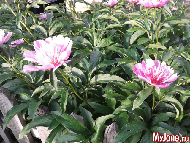 �����-��� ���� ������