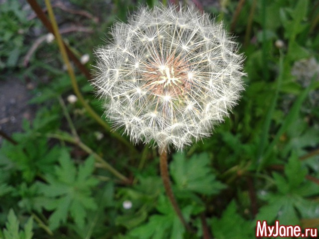 �����-��� ���� ������