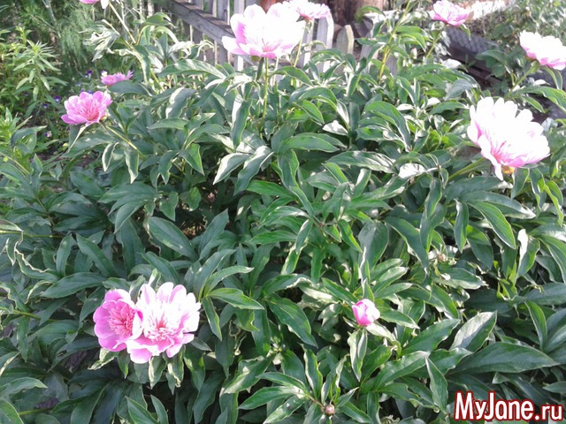 �����-��� ���� ������