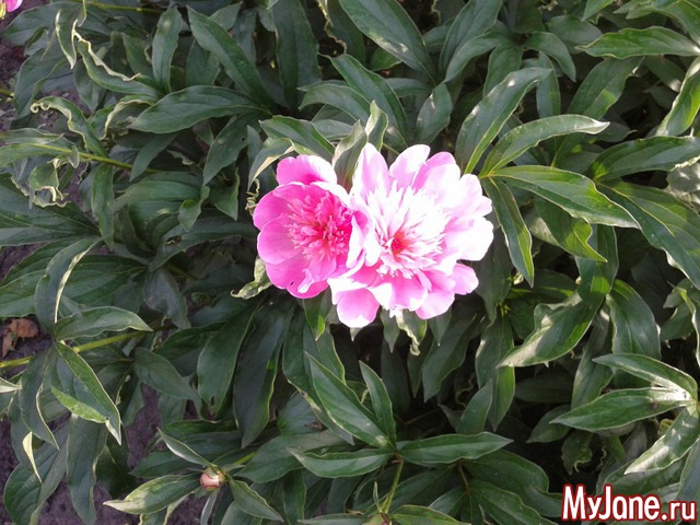 �����-��� ���� ������