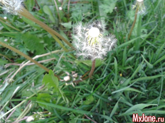 �����-��� ���� ������