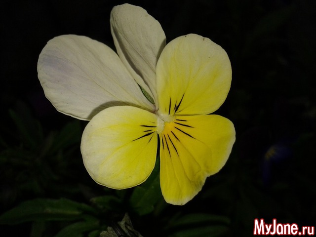 �����-��� ���� ������