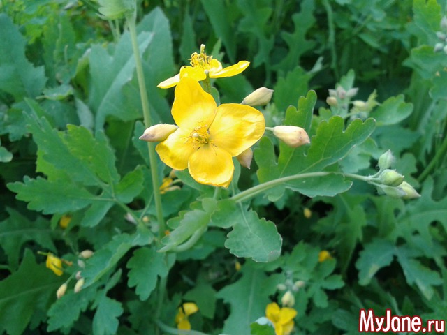 �����-��� ���� ������