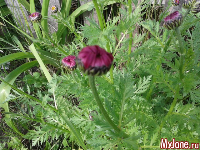 �����-��� ���� ������