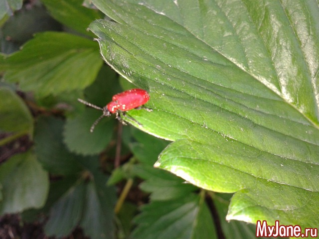 �����-��� ���� ������