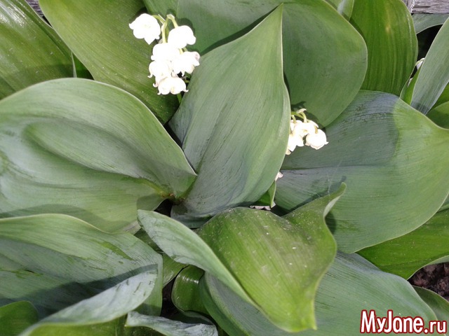 �����-��� ���� ������