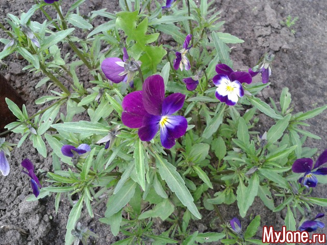 �����-��� ���� ������