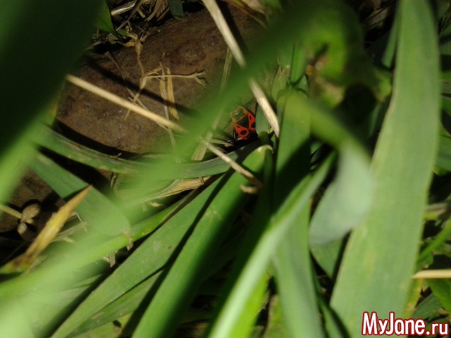 �����-��� ���� ������