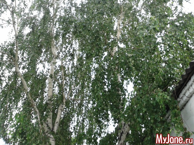 �����-��� ���� ������