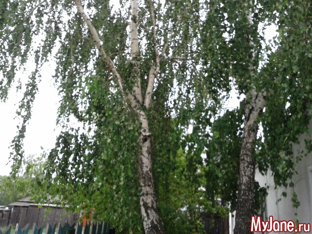 �����-��� ���� ������