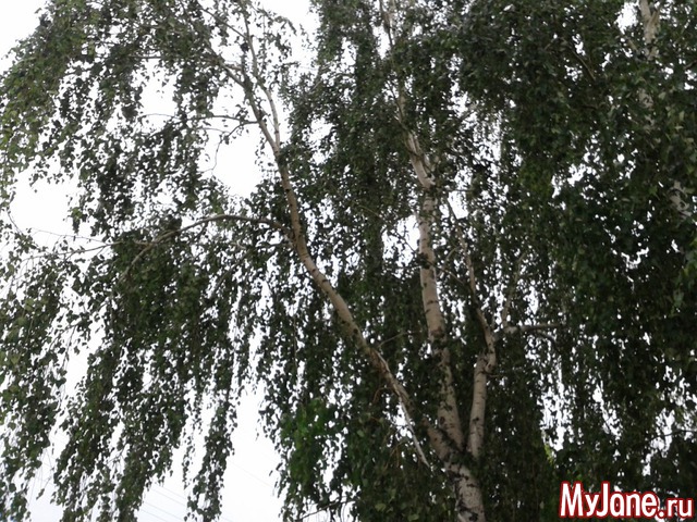 �����-��� ���� ������