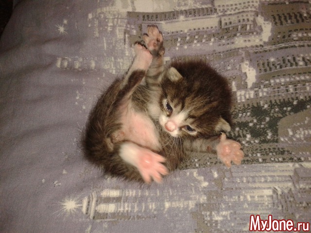 ������ ��������