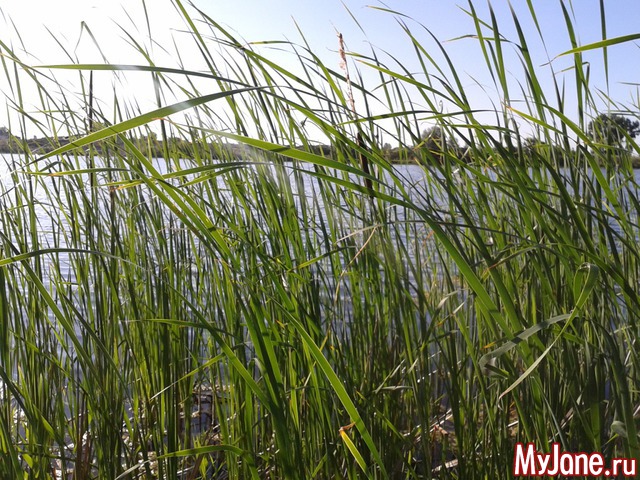 �����-��� ���� ������