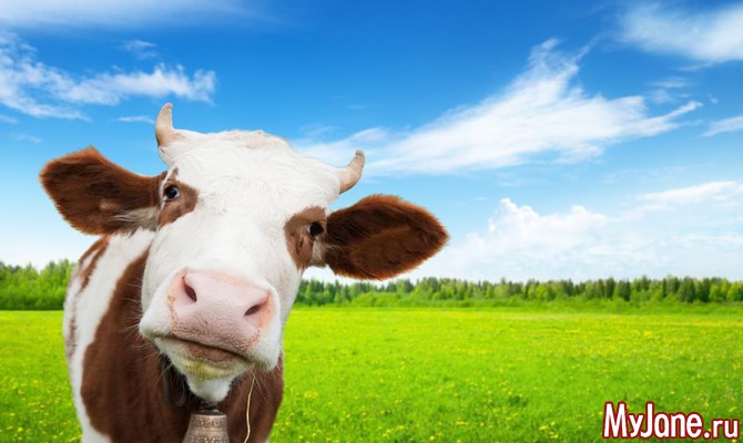 25 июля - День коровы