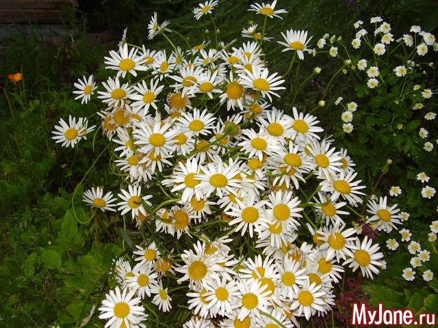 �������� �������