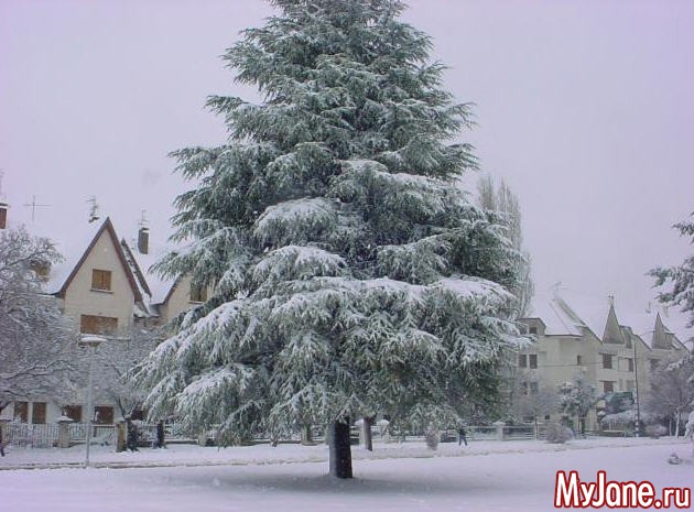 ����� ����� (�������)