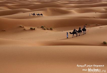 ������ (�������)