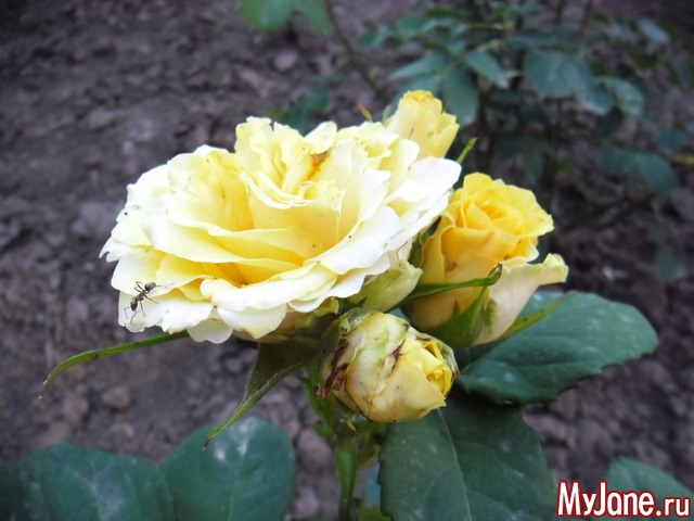 ��� ������� �����