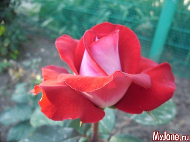 ��� ������� �����