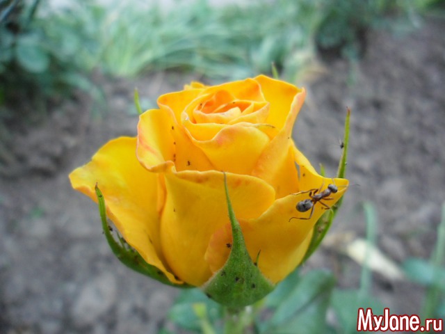 ��� ������� �����