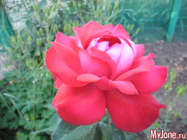 ��� ������� �����