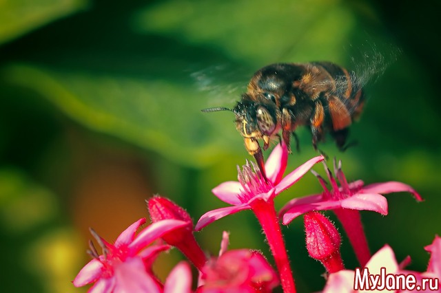 ���� ������