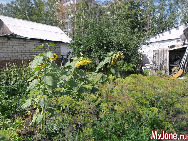 ������ ����� ������ .