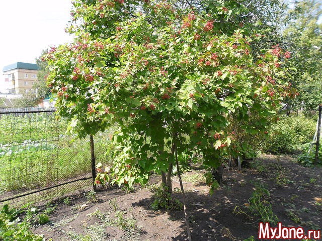 ������ ����� ������ .