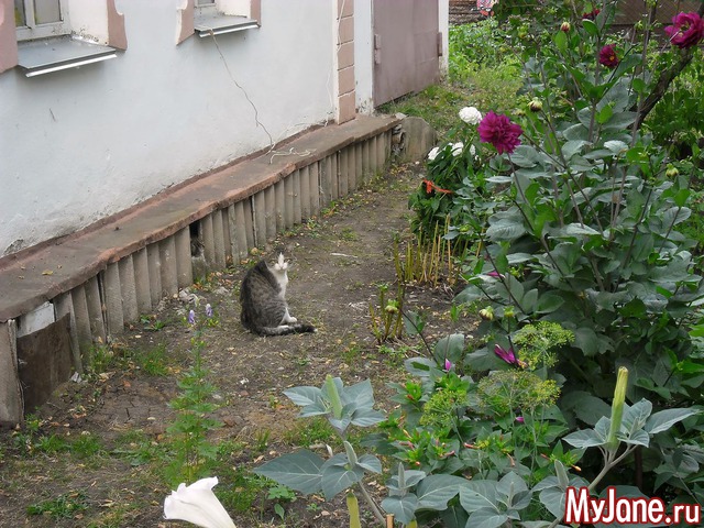 ������ ����� ������ .