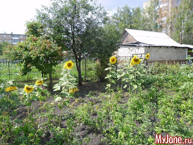 ������ ����� ������ .