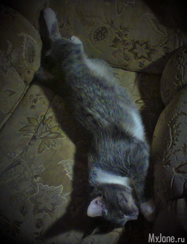 ��� �������