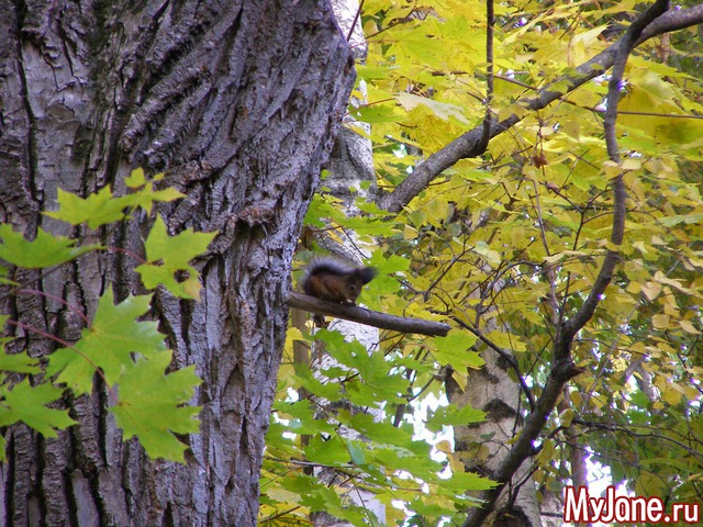 ����� � ���������