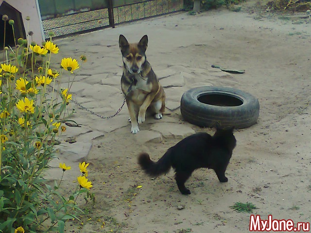 ��� �������..