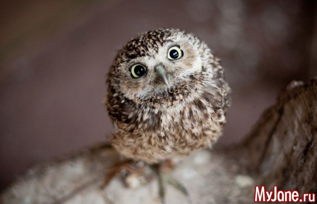 ��� ����