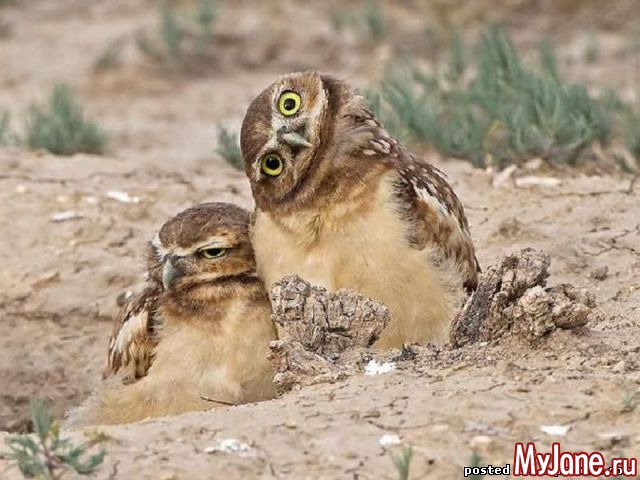 ��� ����