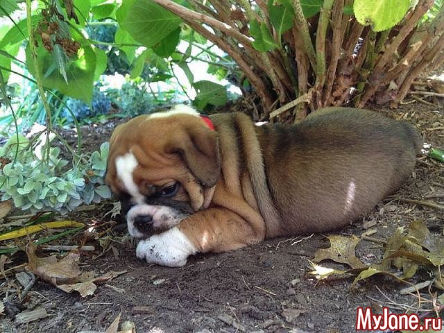 ������� � �������