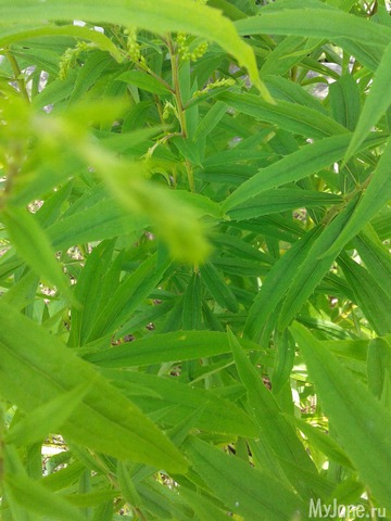 ����� ��������...