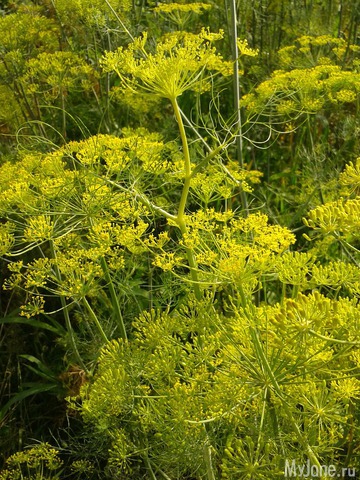 ����� ��������...