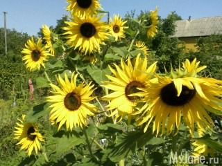 ��������� )))