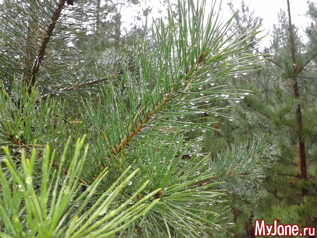 �����-��� ���� ������