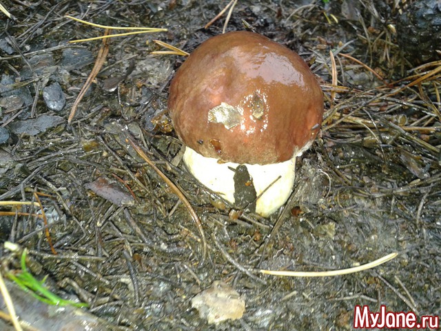 �����-��� ���� ������