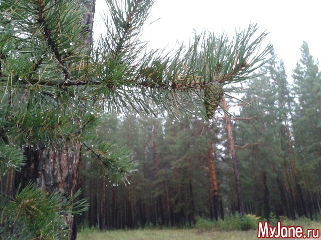 �����-��� ���� ������