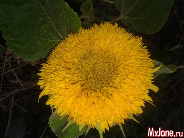 �����-��� ���� ������