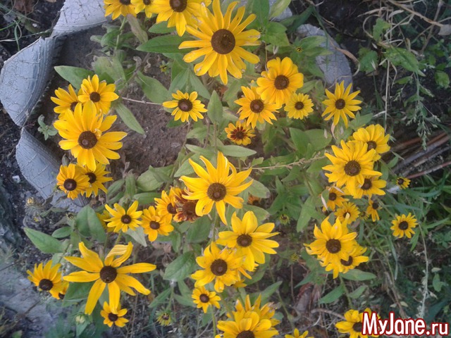 �����-��� ���� ������