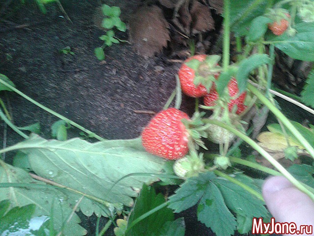 �����-��� ���� ������