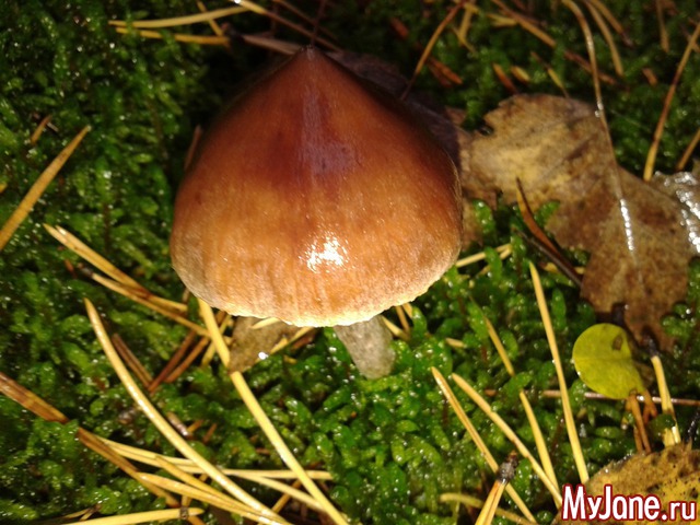 �����-��� ���� ������