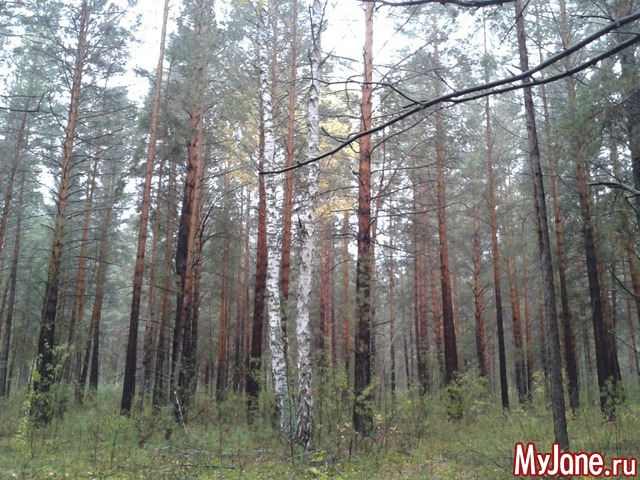 �����-��� ���� ������