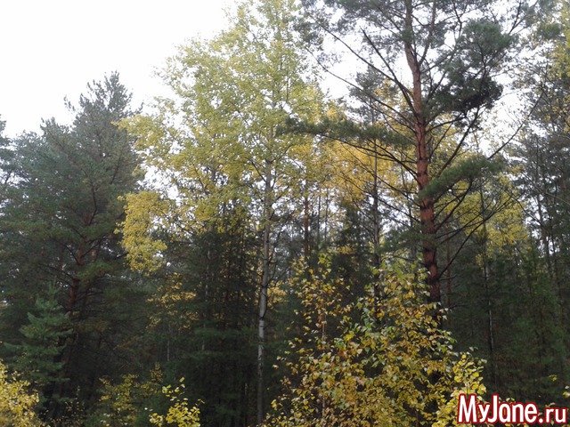 �����-��� ���� ������