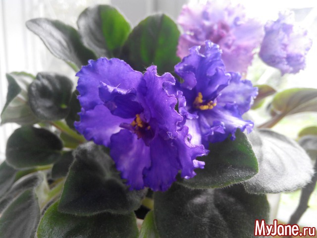 ��� ��������