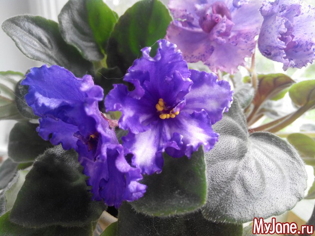 ��� ��������